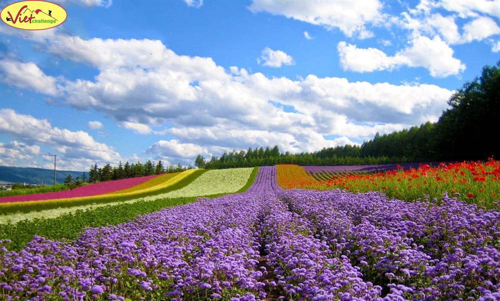 Multiple colors of Flowers Multiple colors of Flowers