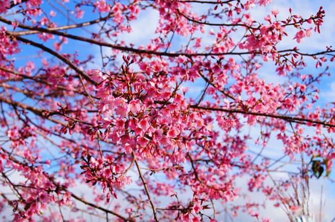 cherry blossom in Dalat cherry blossom in Dalat